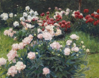 Pfingstrosen von Wilhelm Bernatzik